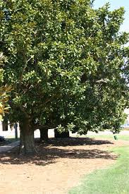 magnolia tree
