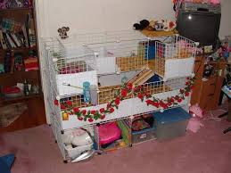 big guinea pig cages