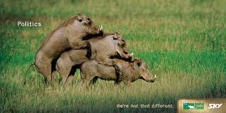 animals in the sky