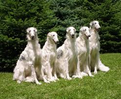 the borzoi
