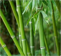 retting bamboo