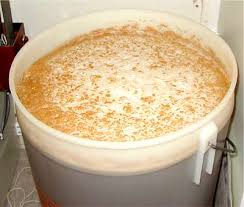 beer yeast