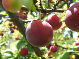 pictures of different plum trees