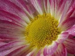 flower encyclopedia