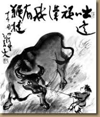 ox herding