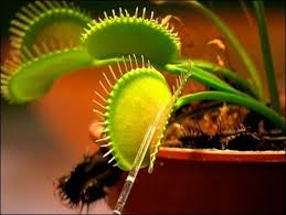 dionaea muscipula