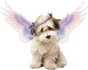 angel the dog