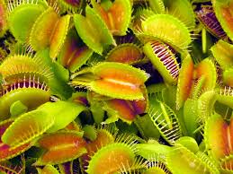 venus flytrap plants