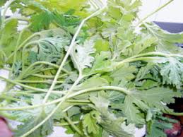 rose geranium plant