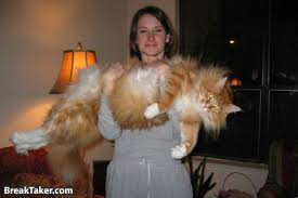 big cat pictures