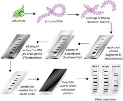 dna finger printing