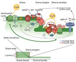 light absorption