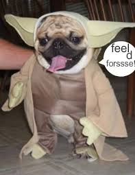 unique dogs