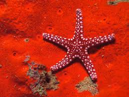 starfish