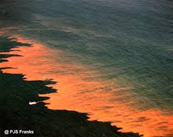 Red Tide Collections