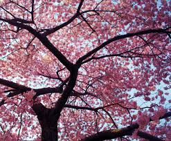 chinese cherry blossom trees