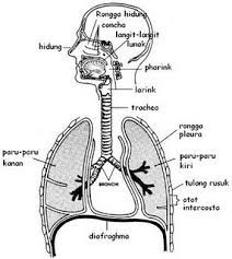sistem pernafasan manusia
