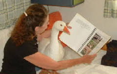 pet duck