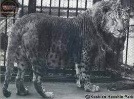 croisement animal