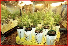 grow marijuana