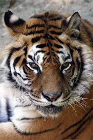 tigres photos