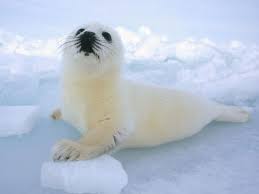 seal kid
