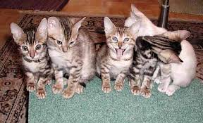 crazy kittens