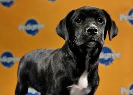 Puppy Bowl VII Starting Line-