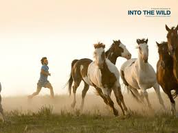 the wild horse