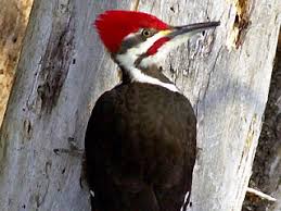 wood peckers