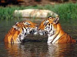 tigres photos