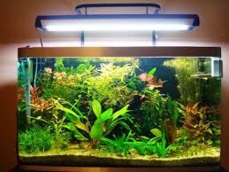 fluval osaka aquarium