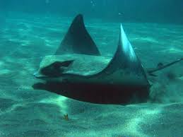 rays fishes
