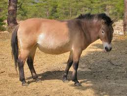 cheval przewalski