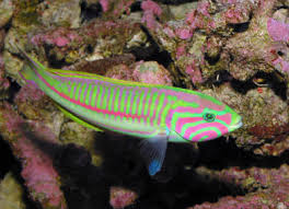 wrasse