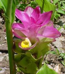aromatica