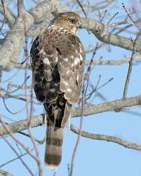 types of hawks