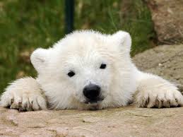 picture of a bear