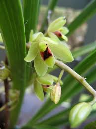 australian cymbidium