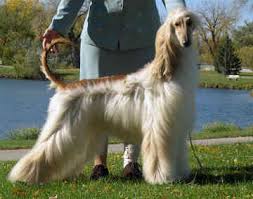 afghan hound dog