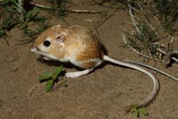 kangaroo mice