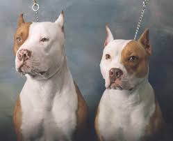 cani pitbull