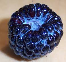 berry