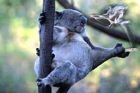 Einen hab ich noch...... Koala_2
