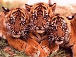 tigre du bengal