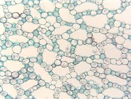 aerenchyma