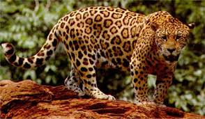 anaconda vs jaguar