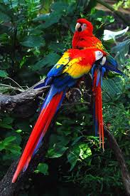 rainforest animal pictures