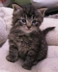 black tabbies