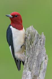 wood peckers
